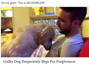 Dog seeks forgiveness
